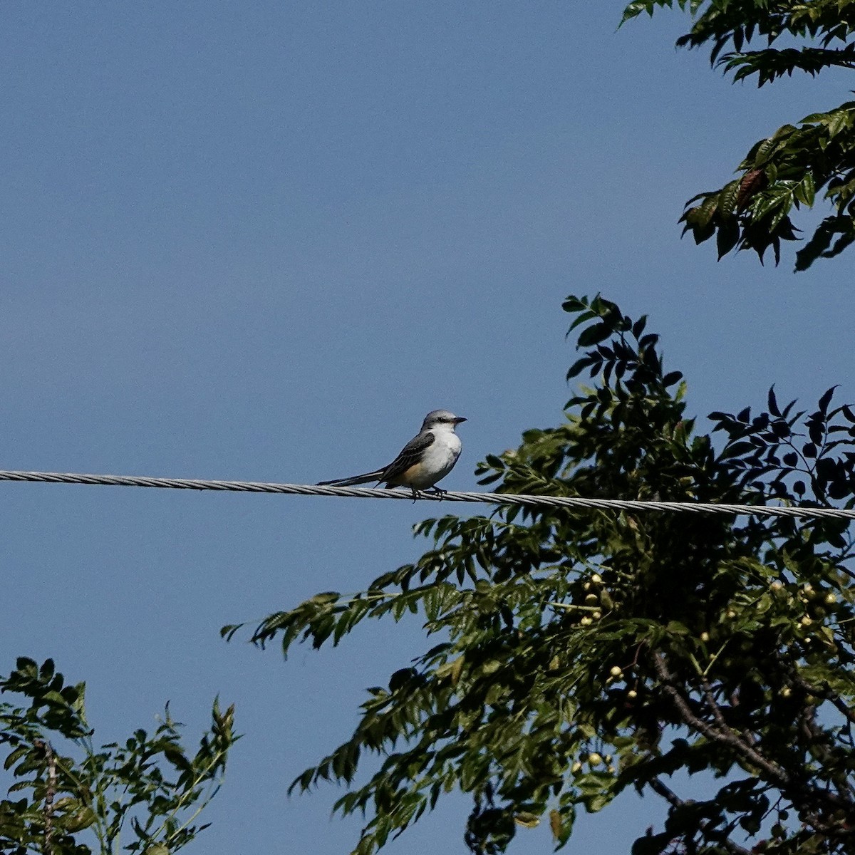 Scissor-tailed Flycatcher - ML644037289