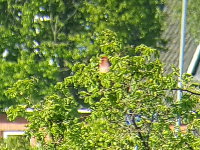 Common Rosefinch - ML644037295