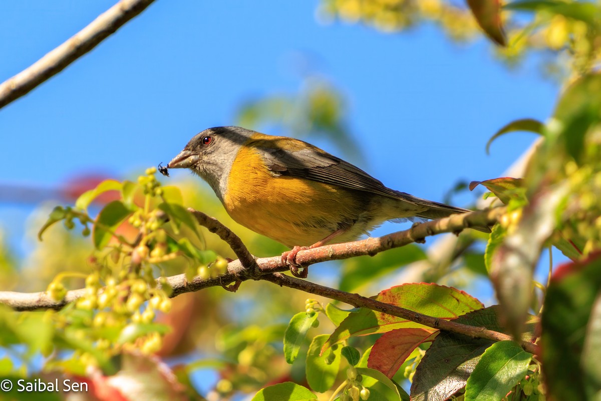 Patagonian Sierra Finch - ML644037310