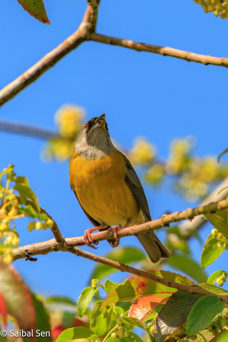 Patagonian Sierra Finch - ML644037311