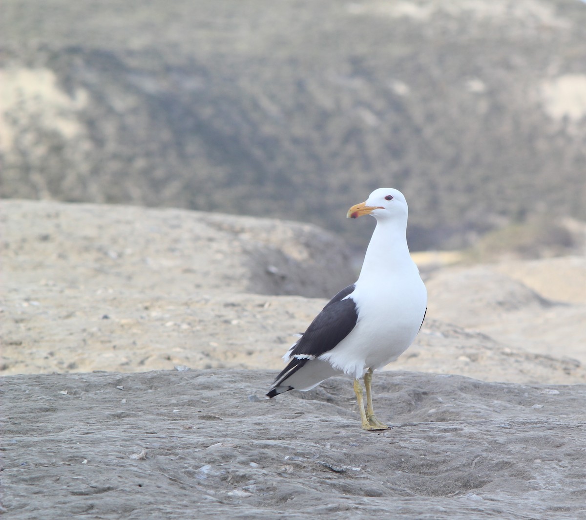 Kelp Gull - ML644037312