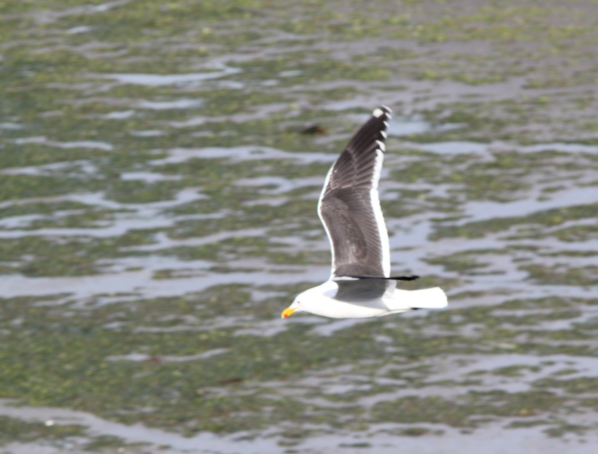 Kelp Gull - ML644037313
