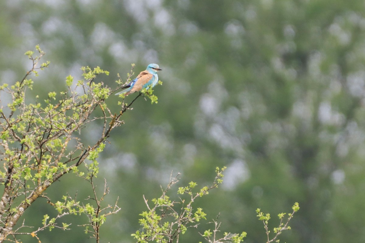 mandelík hajní - ML644037317