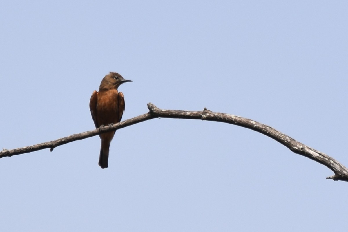 Cliff Flycatcher - ML644037319