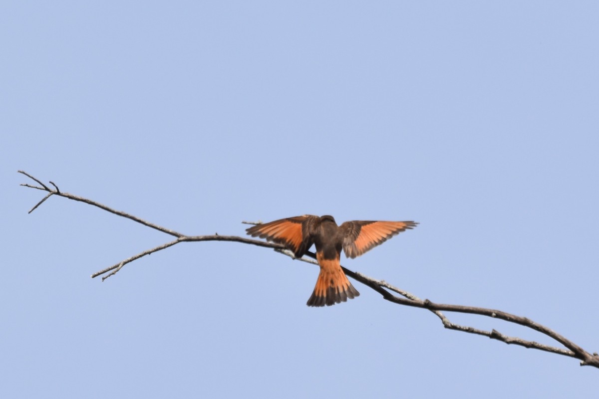 Cliff Flycatcher - ML644037320