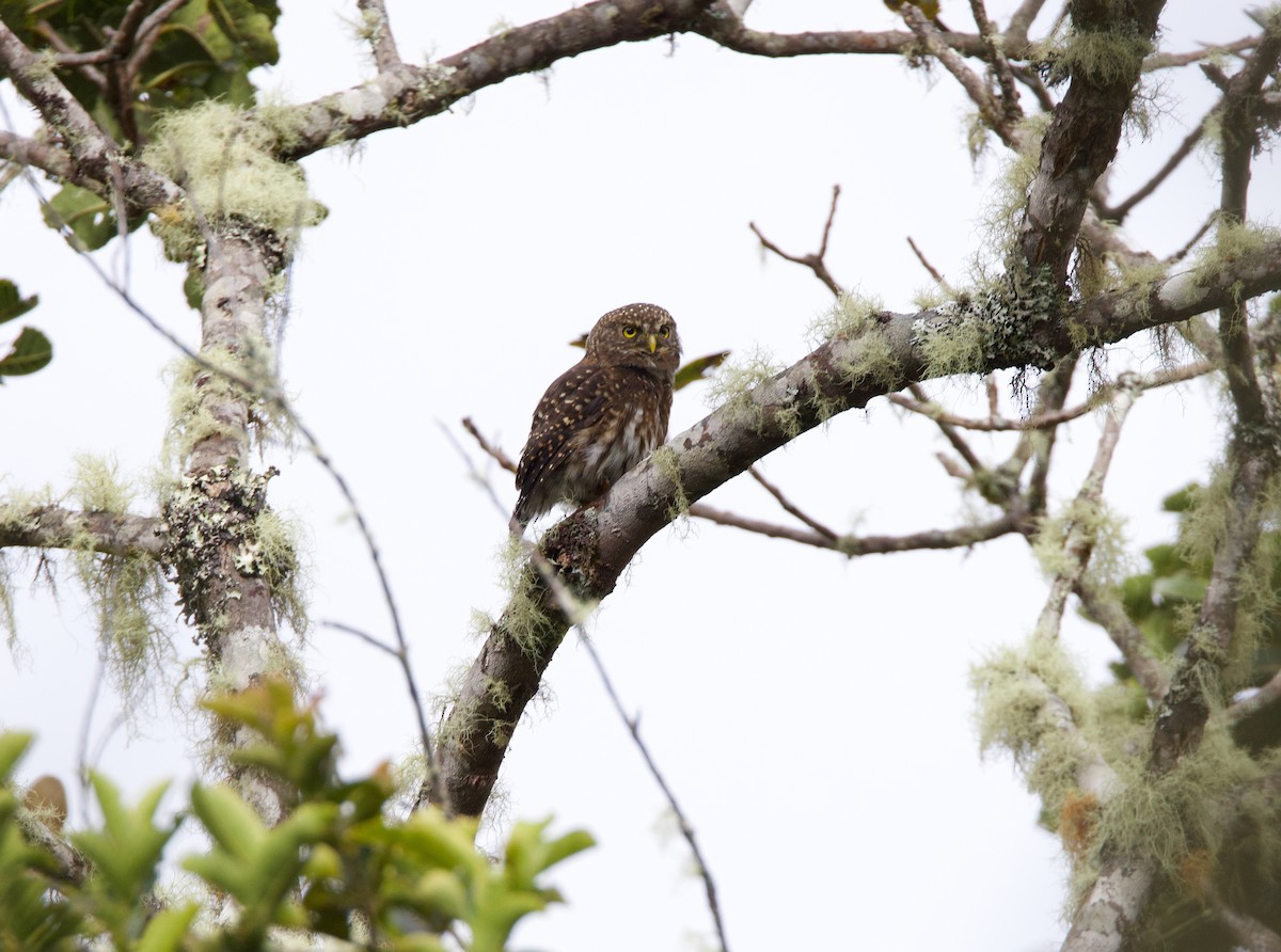 Andean Pygmy-Owl - ML644037321