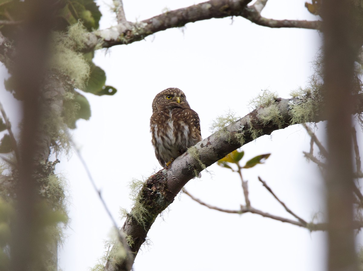 Andean Pygmy-Owl - ML644037322