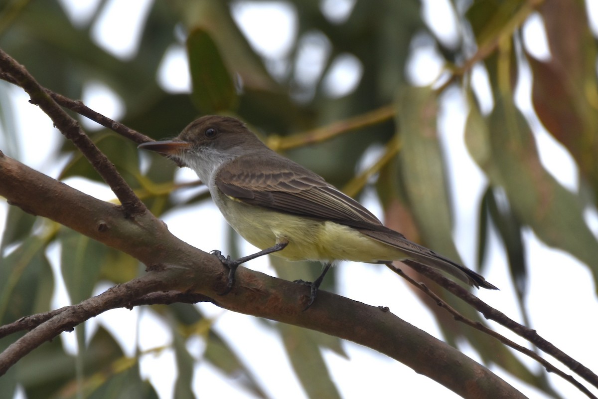 Swainson's Flycatcher - ML644037333