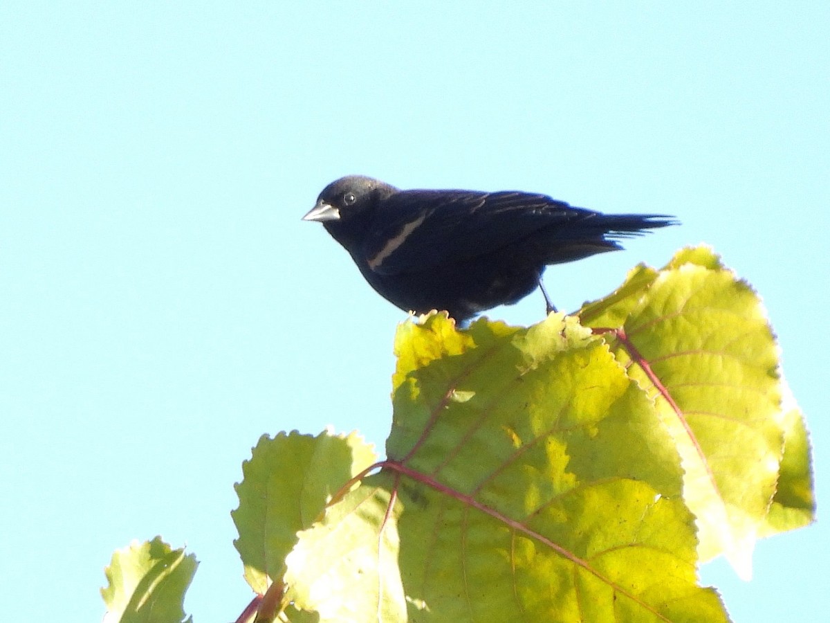Red-winged Blackbird - ML644037356