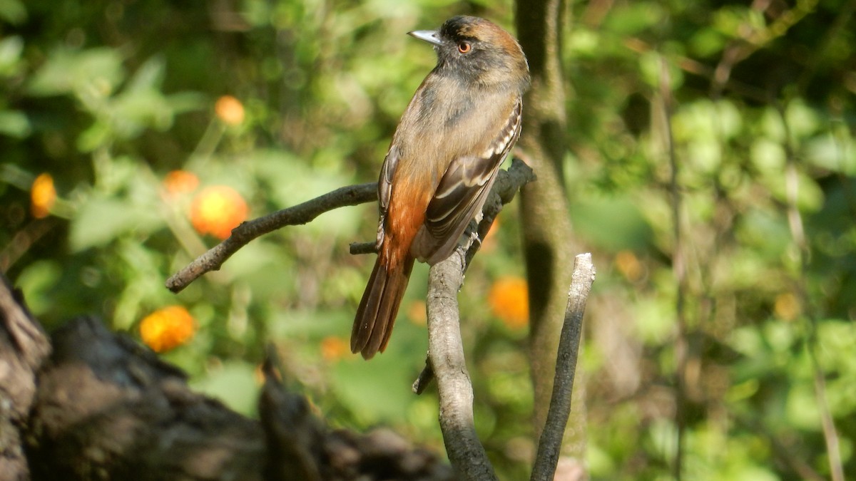 Blue-billed Black-Tyrant - ML644037384