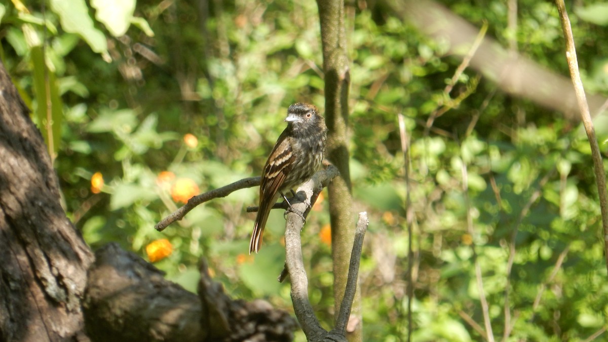 Blue-billed Black-Tyrant - ML644037386