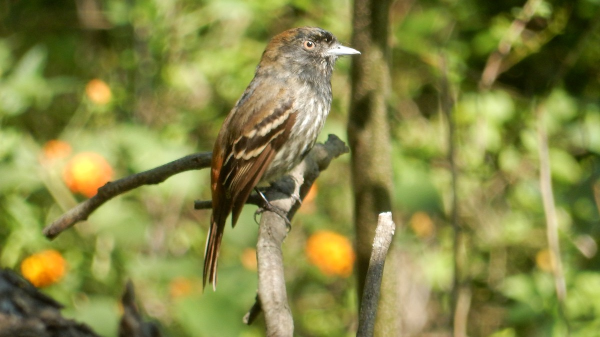 Blue-billed Black-Tyrant - ML644037387