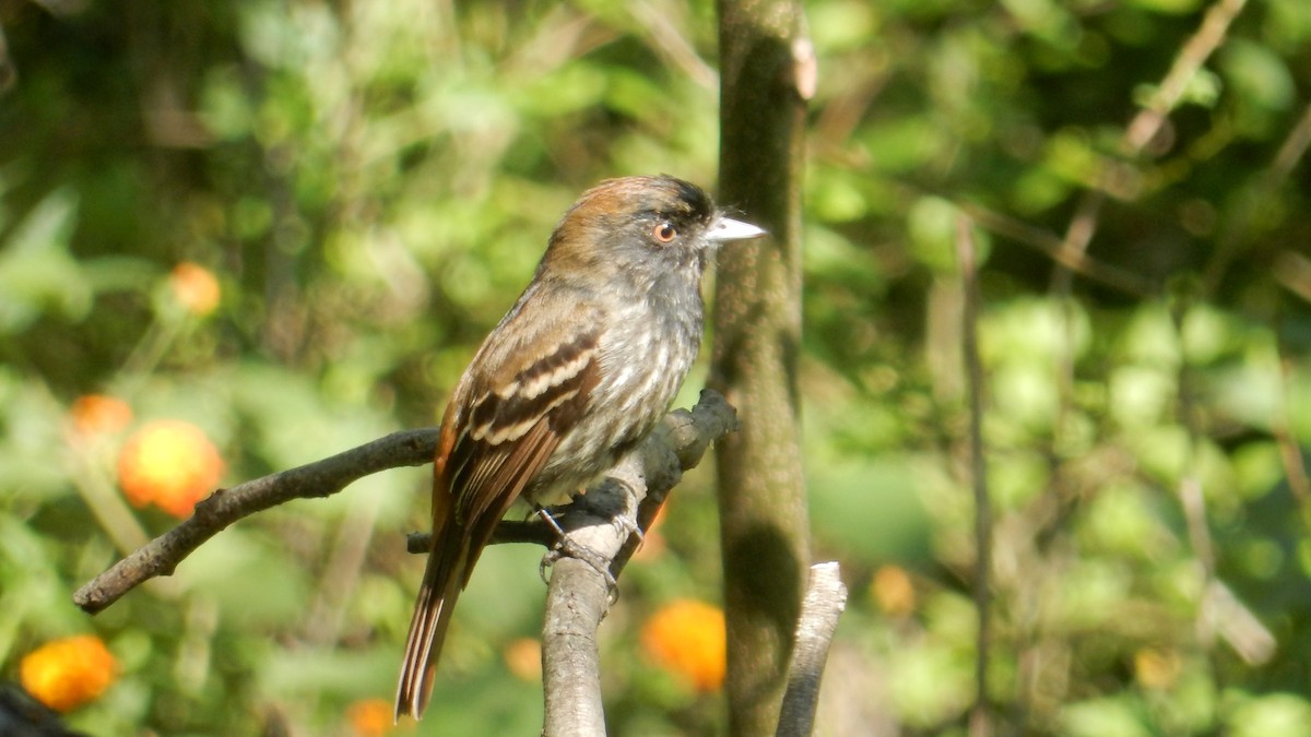 Blue-billed Black-Tyrant - ML644037388