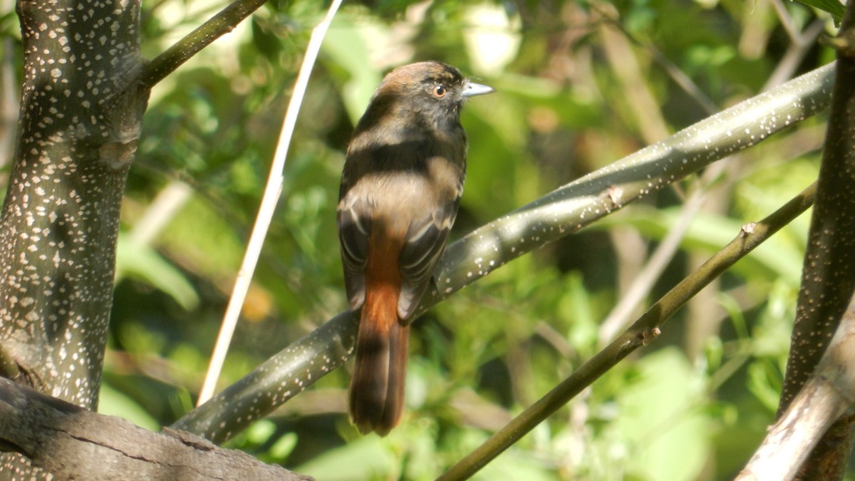 Blue-billed Black-Tyrant - ML644037389