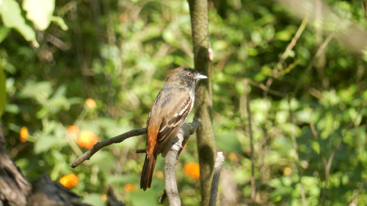 Blue-billed Black-Tyrant - ML644037390