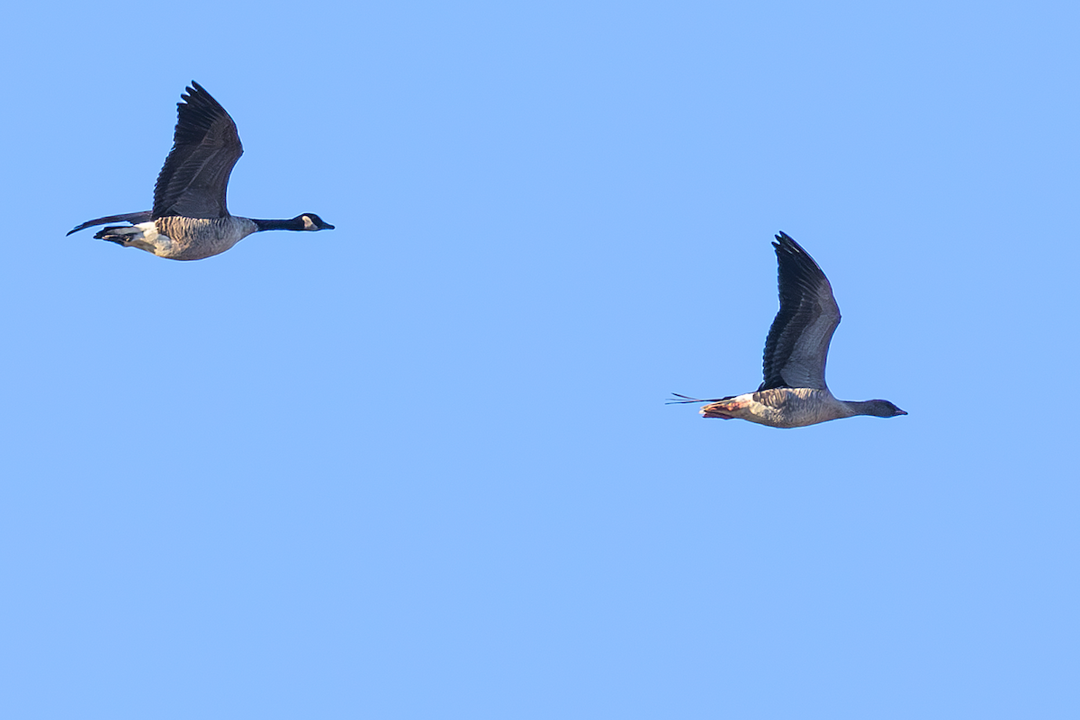 husa krátkozobá - ML644037406