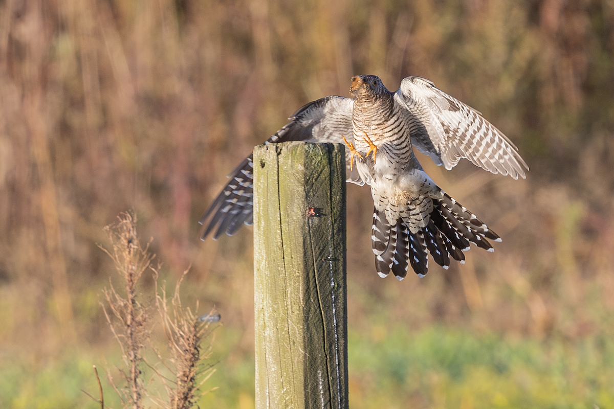 kukačka obecná - ML644037425