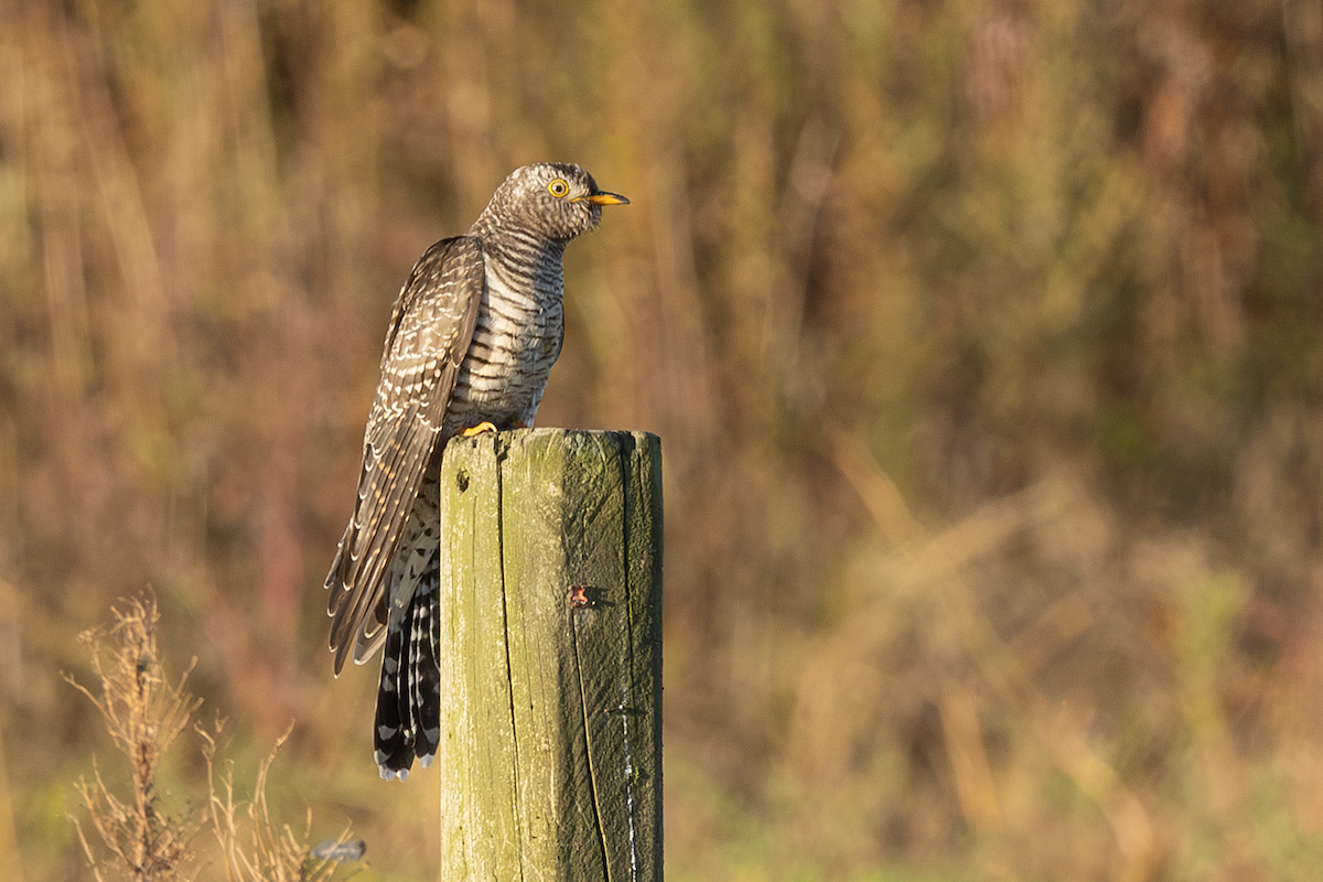 kukačka obecná - ML644037427