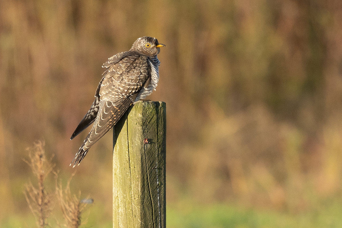 kukačka obecná - ML644037429