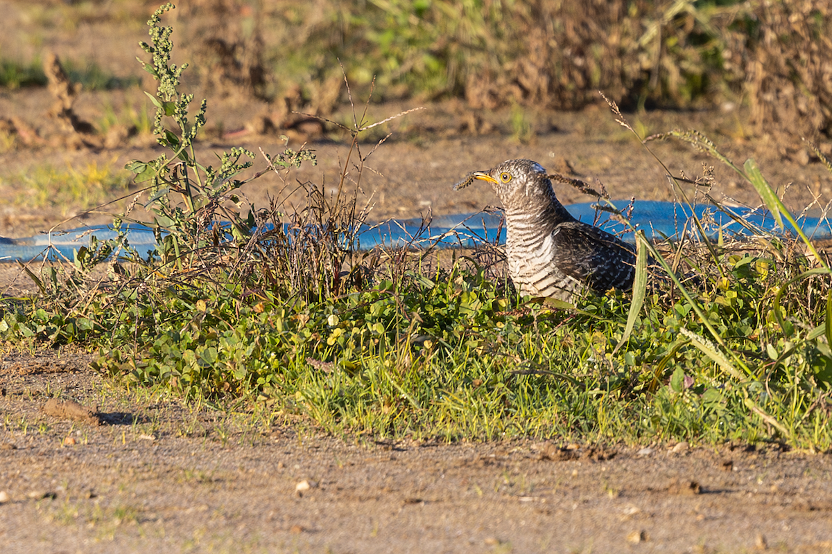 kukačka obecná - ML644037430