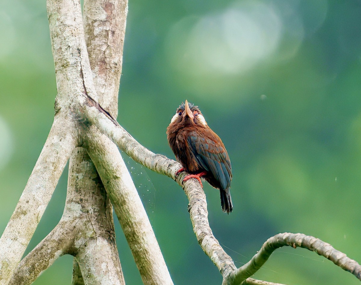 White-eared Jacamar - ML644037469