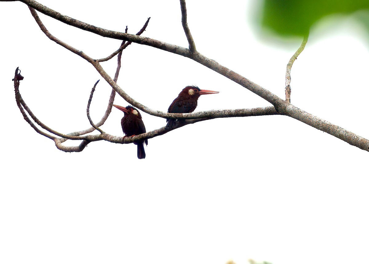White-eared Jacamar - ML644037470