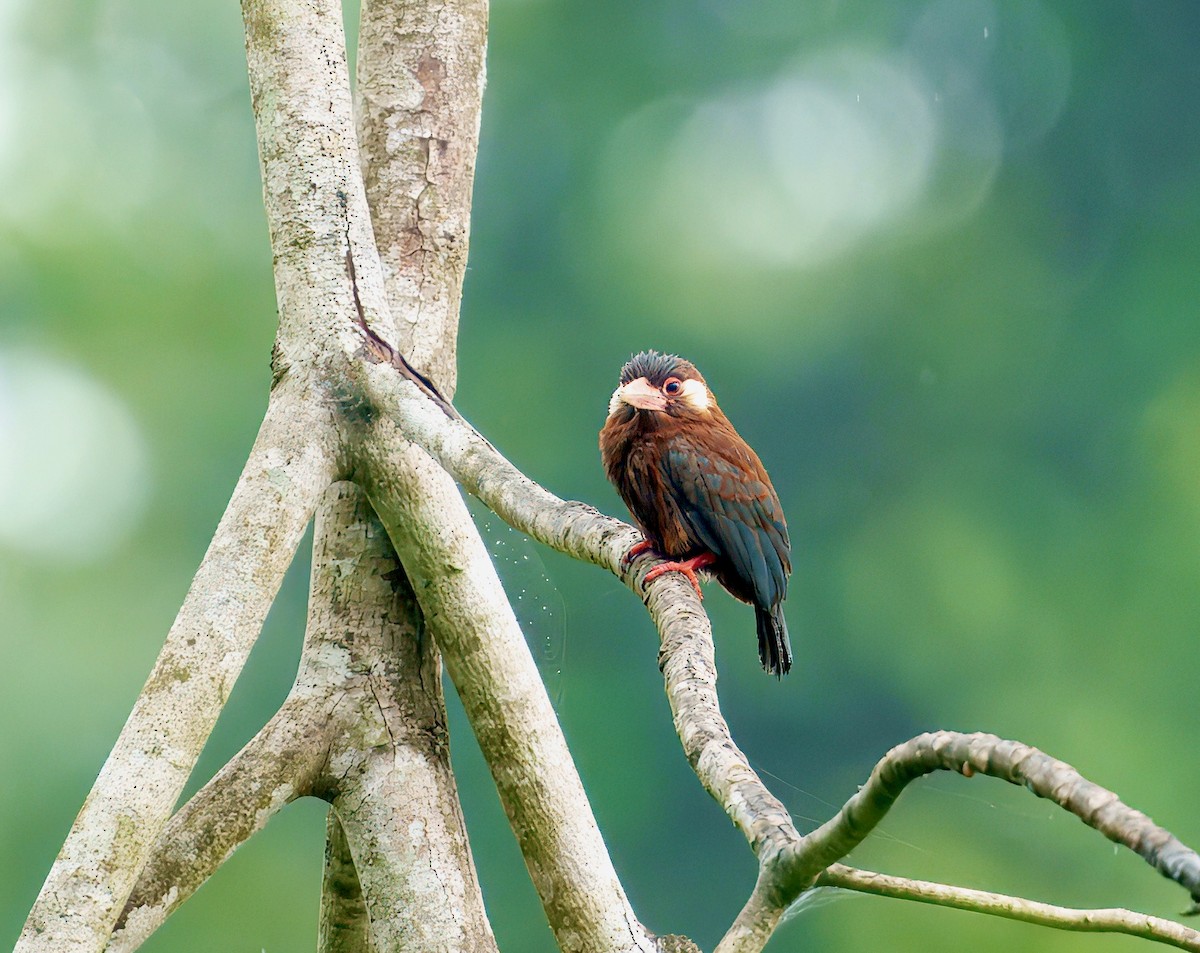 White-eared Jacamar - ML644037471