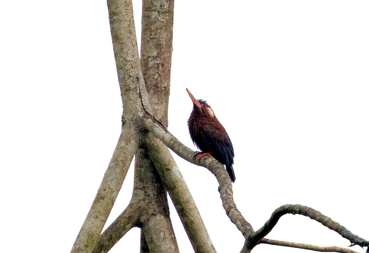 White-eared Jacamar - ML644037472