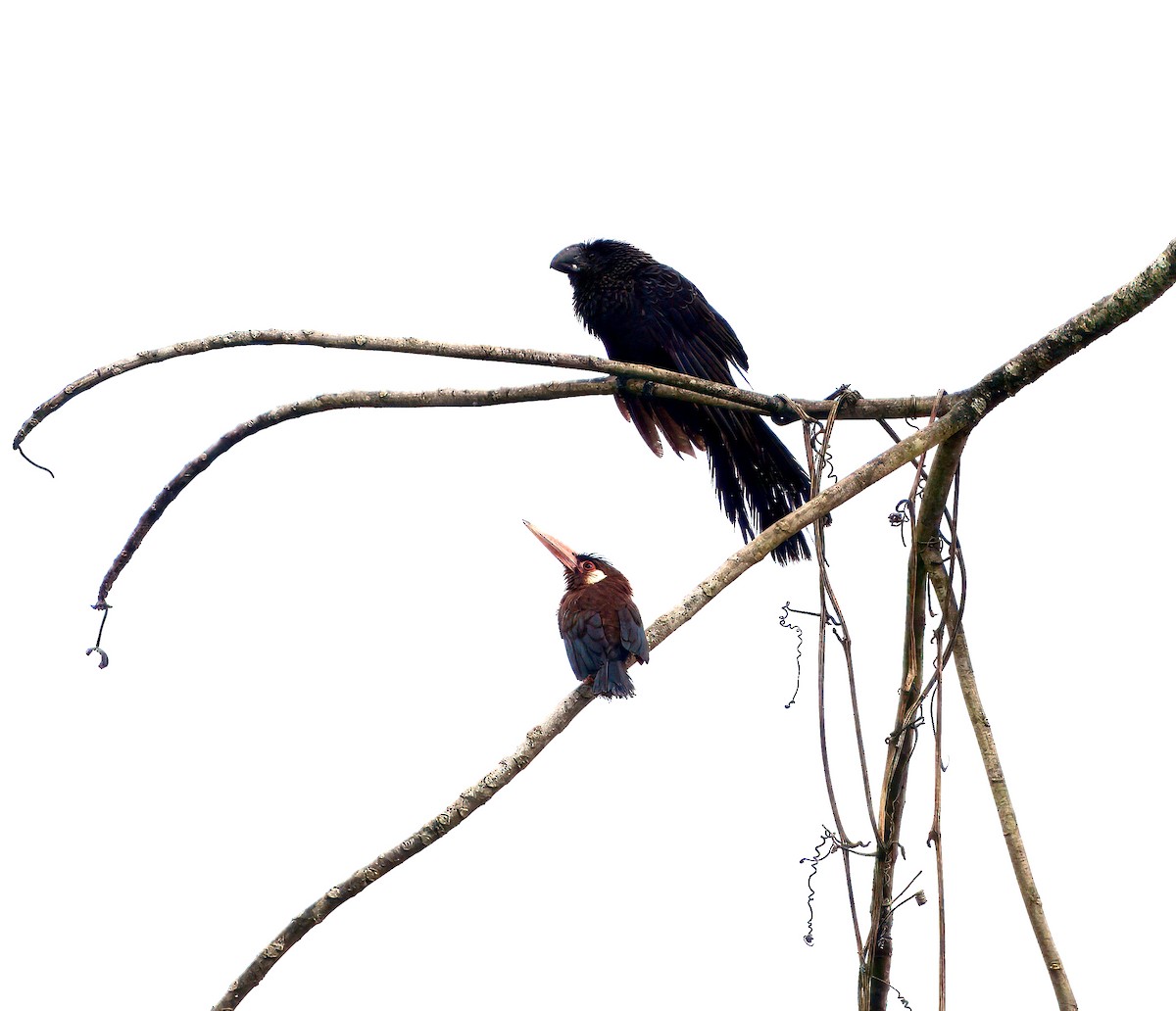 White-eared Jacamar - ML644037473
