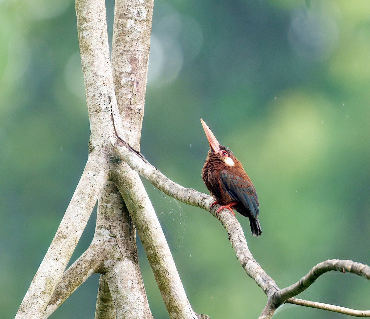 White-eared Jacamar - ML644037474