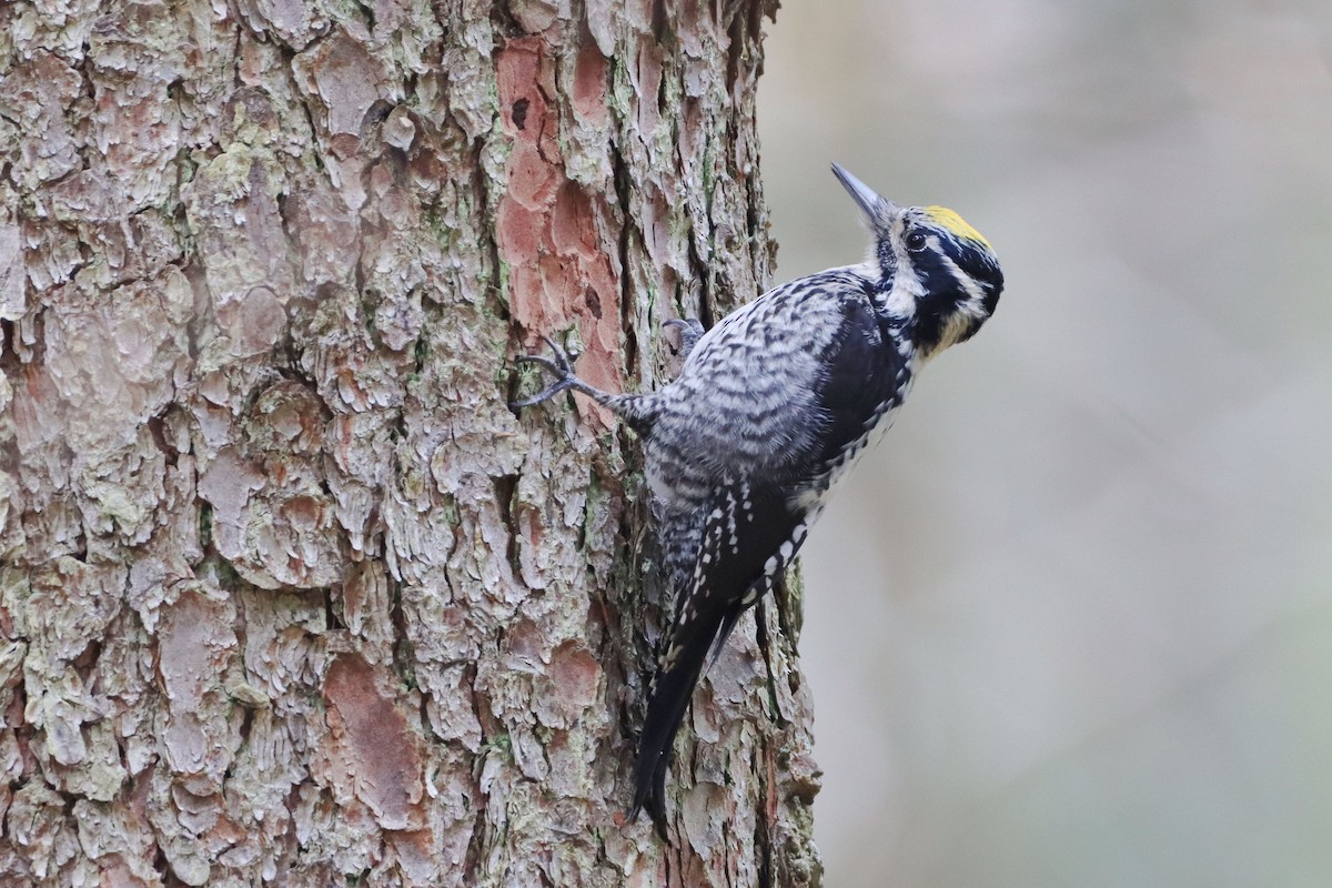 Eurasian Three-toed Woodpecker - ML644037498