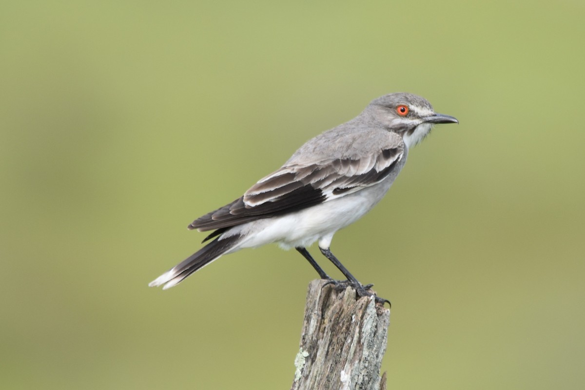 Gray Monjita - ML644037510