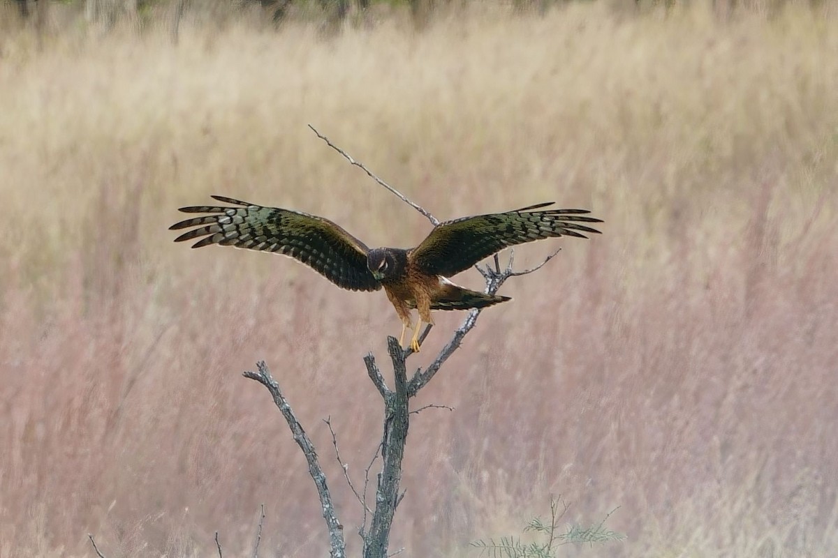 Northern Harrier - ML644037515