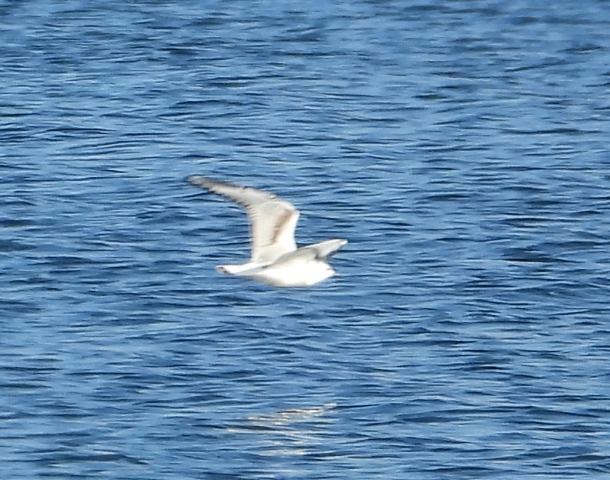 racek Bonapartův - ML644037523