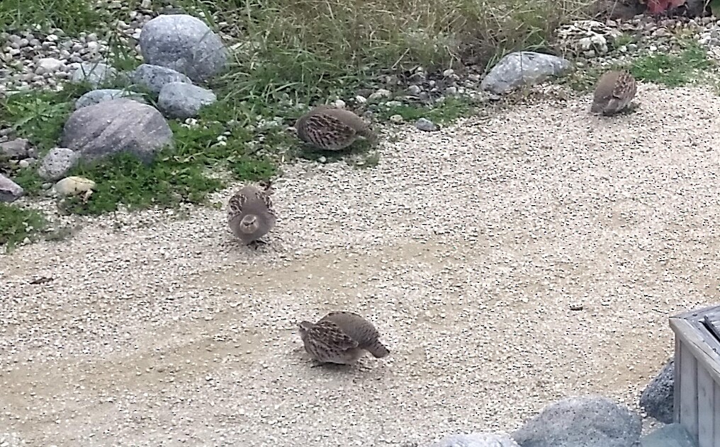 rapphøne - ML644037527