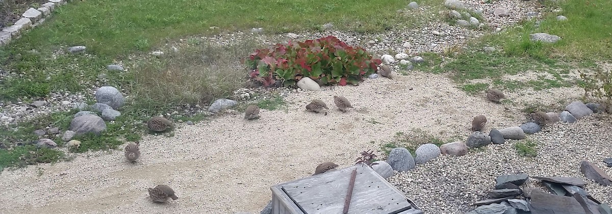 rapphøne - ML644037529