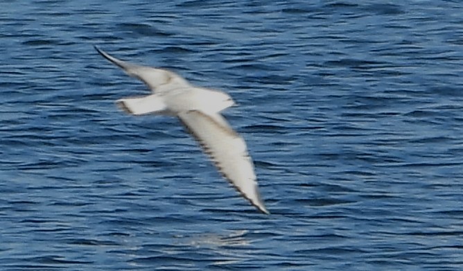 racek Bonapartův - ML644037531