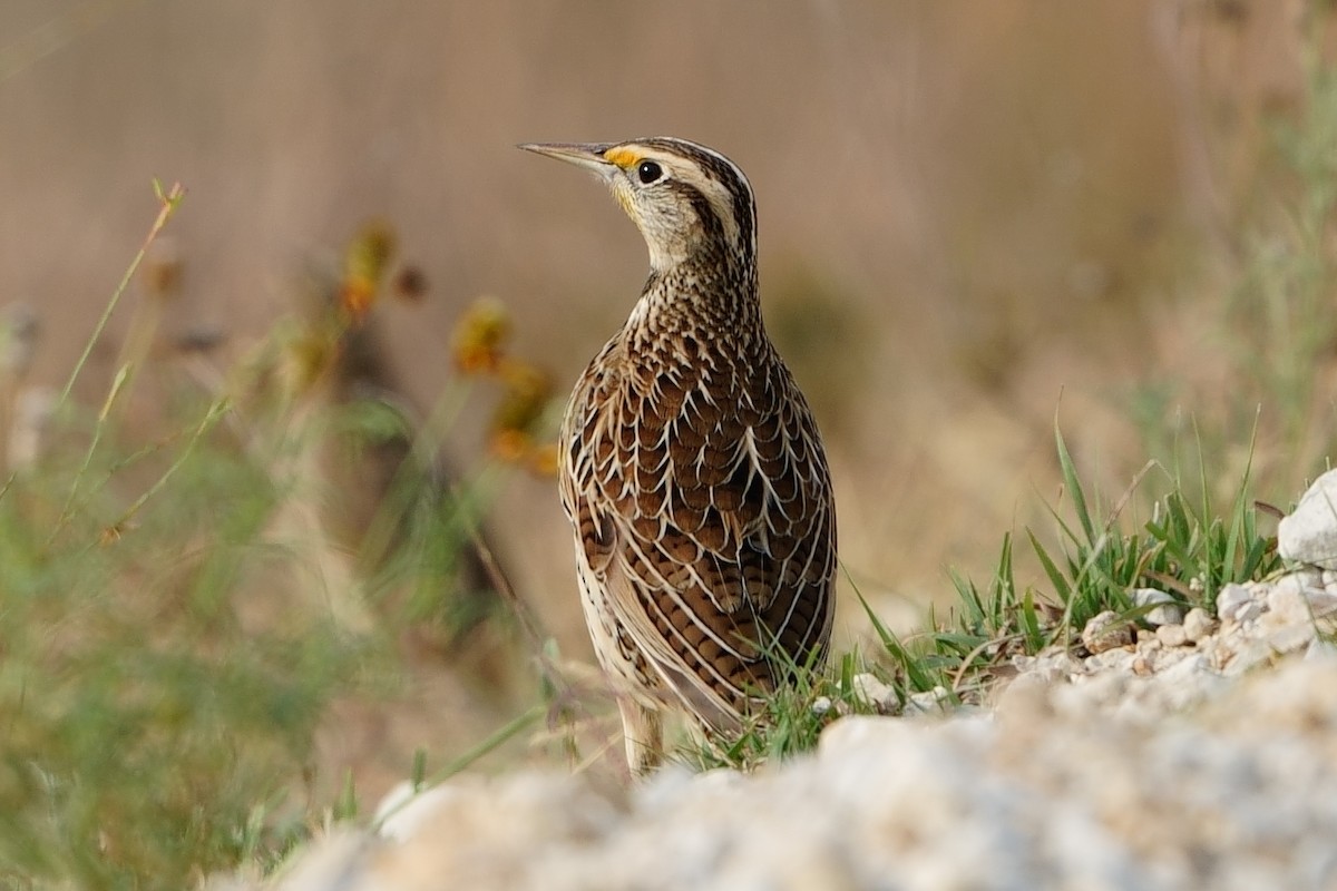 Eastern Meadowlark - ML644037532