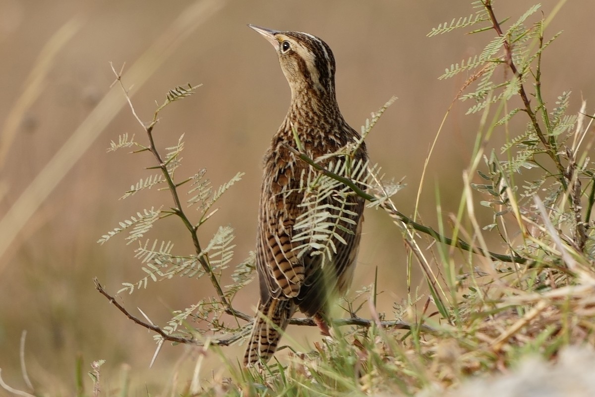 Eastern Meadowlark - ML644037533