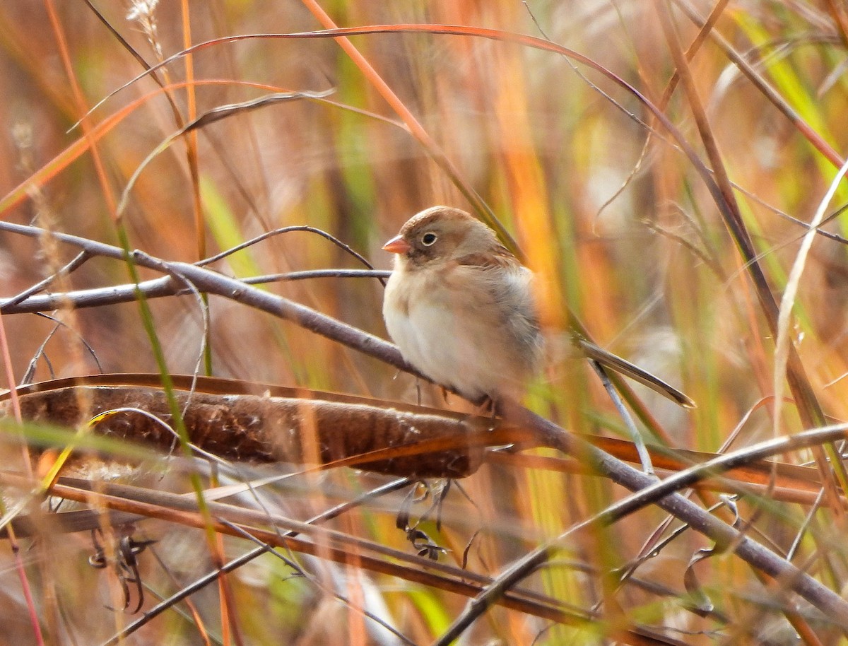 Field Sparrow - ML644037548