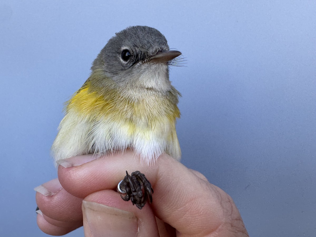 American Redstart - ML644037549