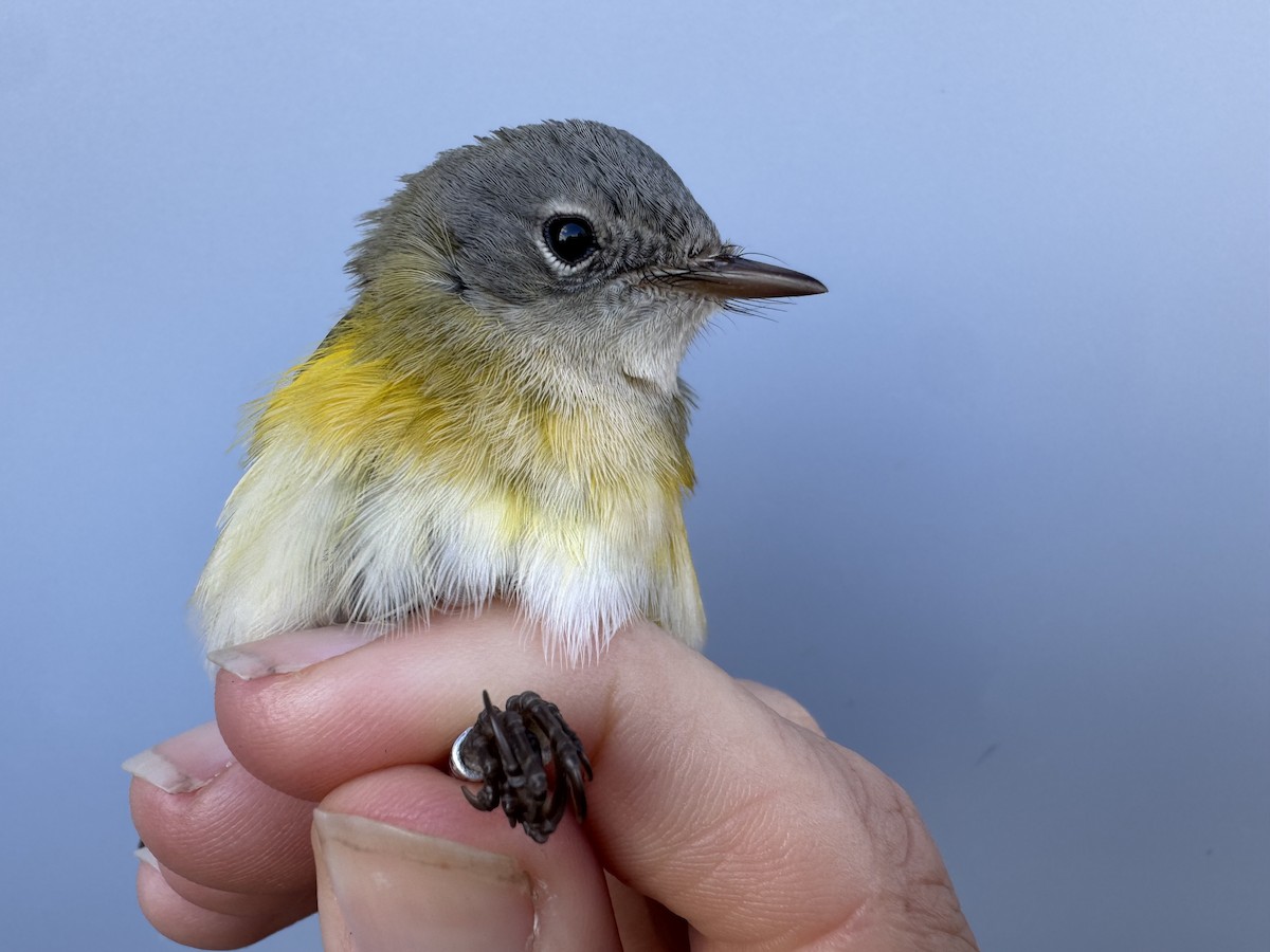 American Redstart - ML644037550