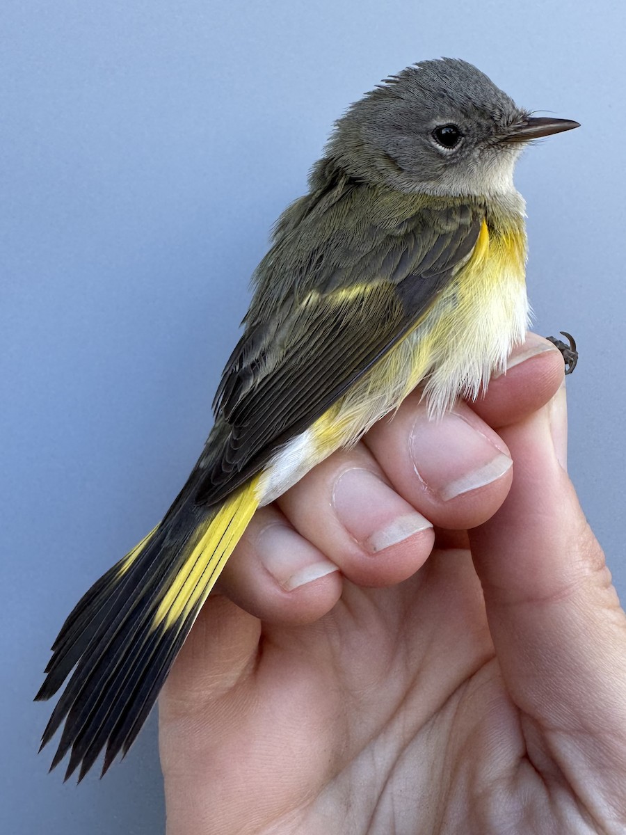 American Redstart - ML644037551