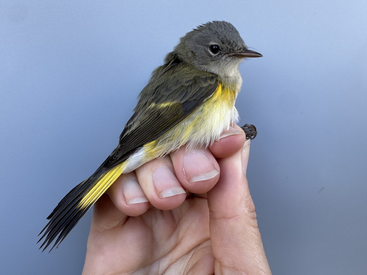 American Redstart - ML644037552