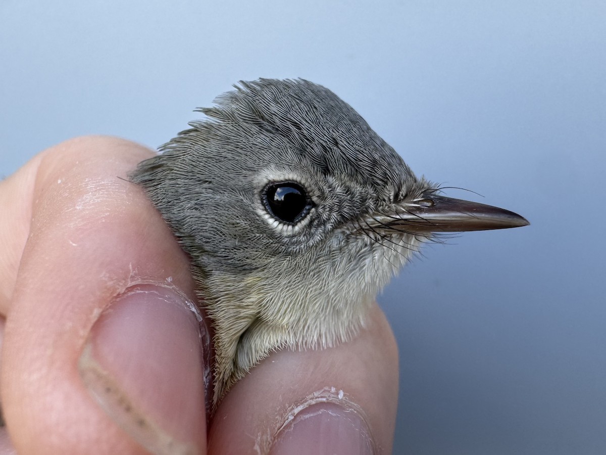 American Redstart - ML644037553