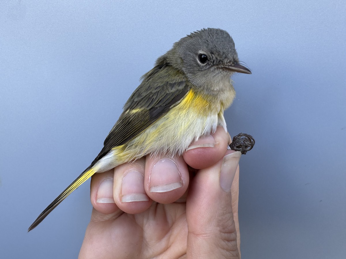 American Redstart - ML644037554