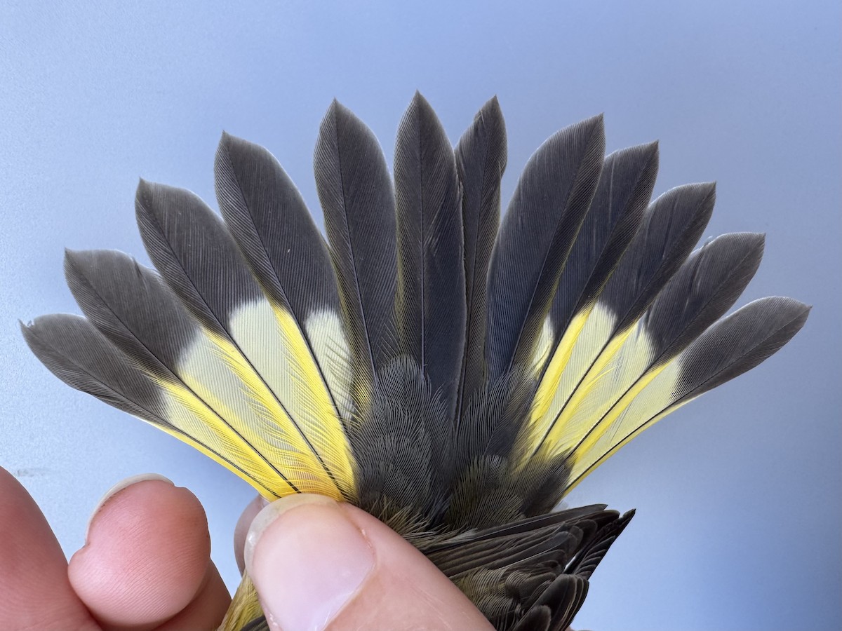 American Redstart - ML644037555