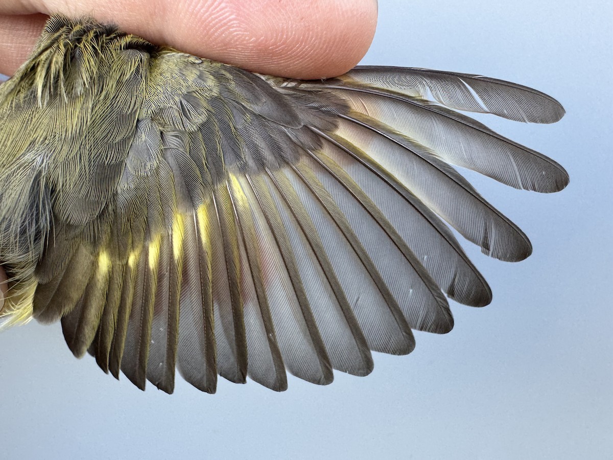 American Redstart - ML644037556