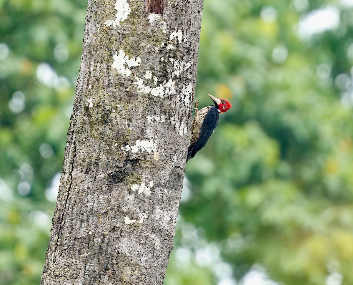 Crimson-crested Woodpecker - ML644037560