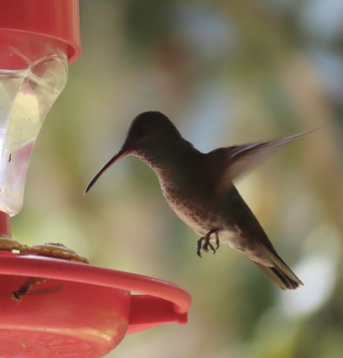 Many-spotted Hummingbird - ML644037567